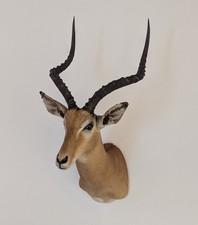 Impala antilope gazelle - impala, afrika