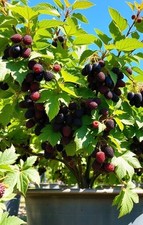 2x winterharte schwarze