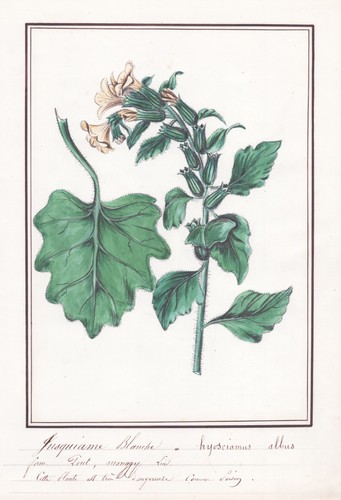 Hyoscyamus albus weißes - albus,