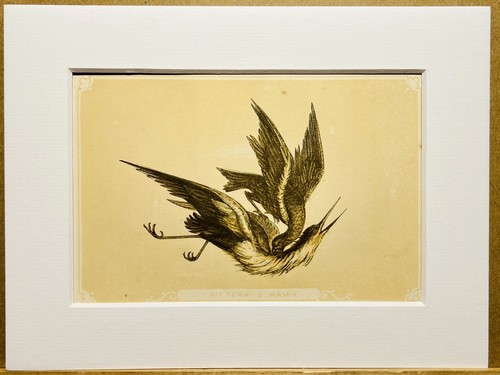 Falke vögel ornithologie - vögel,