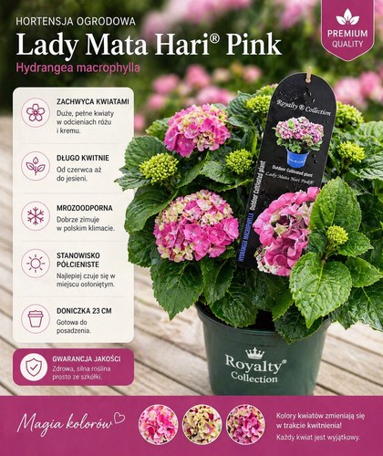 Hortensie lady mata hari - mata, hari®