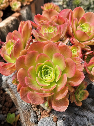 Sale2186 aeonium sedeveria - sale2186,