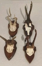 4 x abnorme Rehbock Rehgeweih