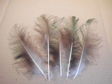 6 grüne filigrane Pfauenfedern  19 cm , Basteln , Floristik