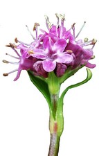 Jatamansi / indische Narde