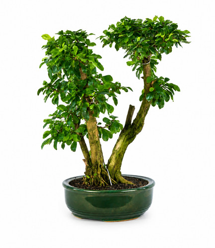 Duranta repens bonsai jahre - 21,