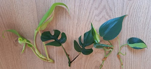 Ablegerpaket philodendron - ablegerpaket,