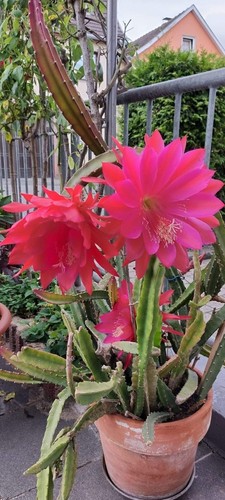 Epiphyllum selinicereus - epiphyllum-selinicereus,