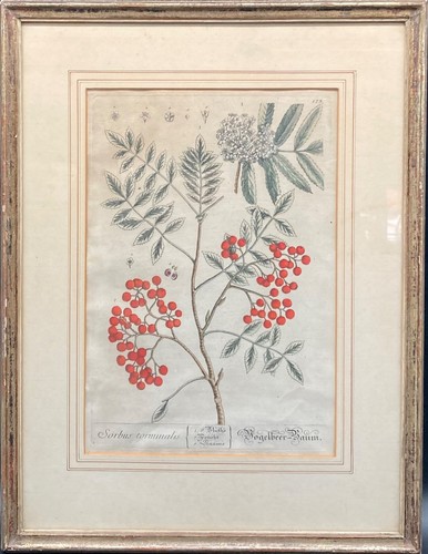Kupferstich elizabeth sorbus - kupferstich,