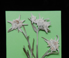 3x echtes Edelweiß ,gepreßt