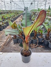 Rote Banane  Ensete