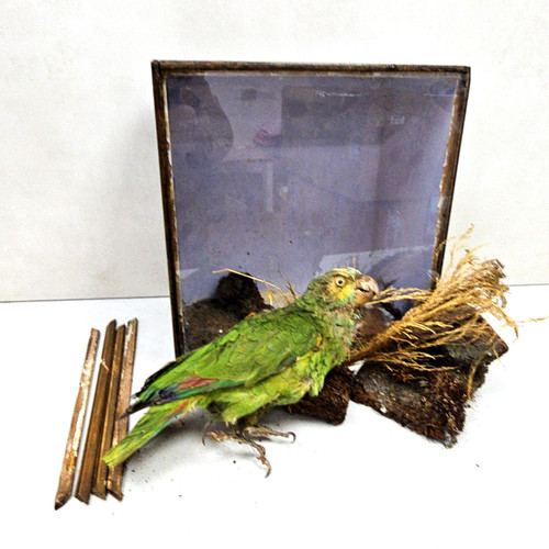 Antiker taxidermie grüner - antiker,