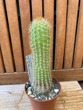 Pilosocereus aurisetus ssp