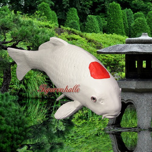 Koi tanscho karpfen jumbo - tanscho,