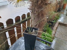 Yucca thompsoniana x elata -