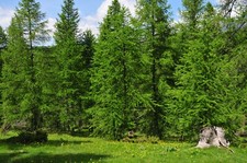  Küstentanne Abies grandis