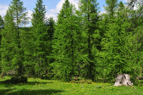 Küstentanne abies grandis - ,