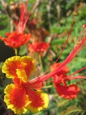 Pfauenstrauch - Stolz von Barbados - Caesalpinia Pulcherrima - 10 Frische Samen