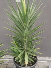 Yucca Palme XXL Elephantipes Pflanze 2,40m