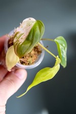 Philodendron Micans Variegata