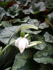 Galanthus Schneeglöckchen ELWESII-Mix 4 Sorten! große Zwiebel Sammler-Sorten