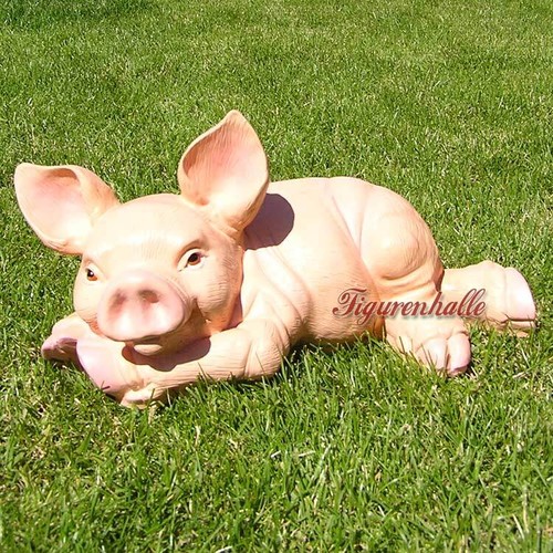 Schwein schweinchen - schwein,