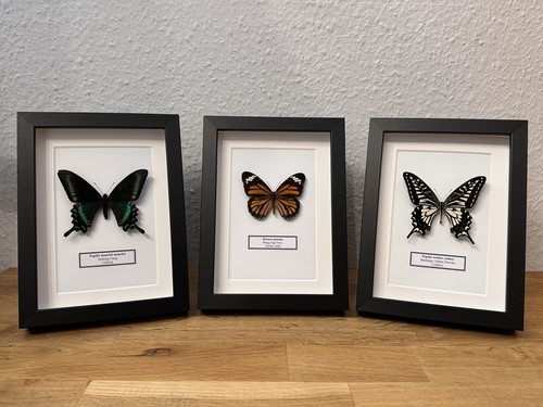 Echte exotische schmetterlinge - echte,