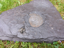 Schieferplatte Posidonienenschiefer: Versteinerung Ammonit Fossilien (Holzmaden)