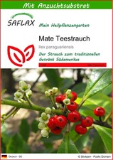 SAFLAX - Samen und Substrat - Mate Teestrauch - 10 Samen