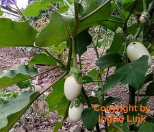 SAMEN Garten Obst Frucht Samen