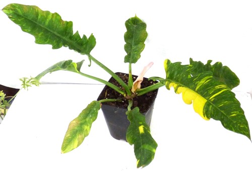 Philodendron ring fire - "ring, fire"