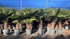 Palme trachycarpus fortunei - -,