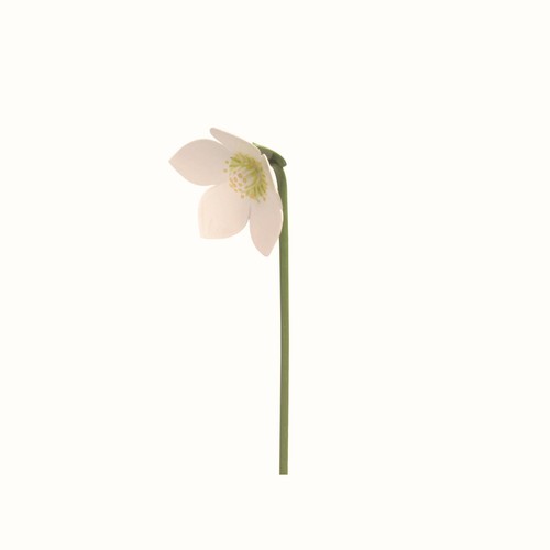 Wendt kühn christrose - &,