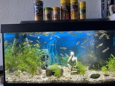 Tetra Starter Line Aquarium Set mit LED 60x30x30cm 54L Komplett Set inkl Filter