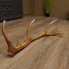 Rothirsch Stange 12 ender Gewicht 1,37 kg L 80 cm Hirsch Abwurfstange 71.1.152