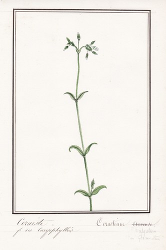 Hornkraut mouse ear chickweed - mouse-ear,