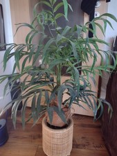 Kunstpalme Kunstpflanze