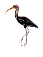 Ibis von Elli Malevolti