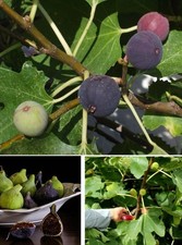 2 winterharte Feigenbäume schnellwüchsige exotisch Pflanzen Obst für den Garten