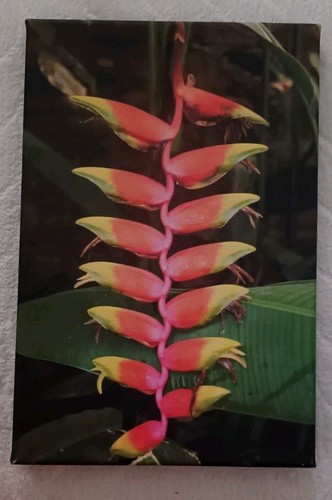Heliconia rostrata blüte - heliconia, rostrata-blüte