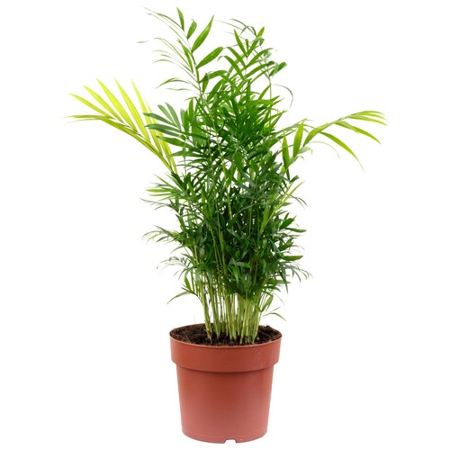 2er set bergpalme chamaedorea - 2er-set,
