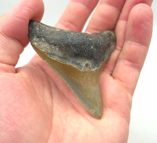 Megalodon haizahn fossil usa - megalodon,