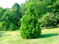 Japanische SCHIRMTANNE 40-50 cm im Container