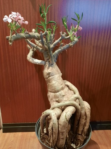 Pachypodium succulentum xxl - pachypodium,