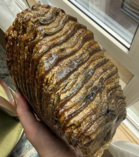 Massiver fossil - 3,25,