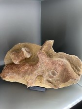 TOP Knochen in Matrix Krokodil