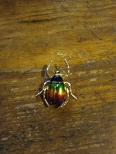 Goldene Brosche, bunter Käfer