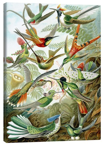 Leinwandbild kolibris - leinwandbild,