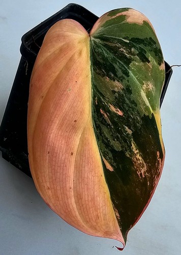 Sehr schöne philodendron - sehr,
