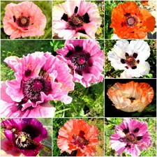 Türkischer riesen mohn mix - tÜrkischer,